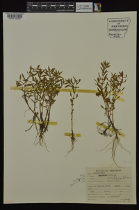 Rotala ramosior image