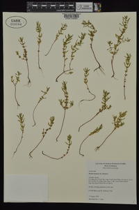 Rotala ramosior image