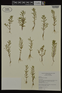 Rotala ramosior image