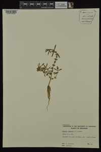 Rotala ramosior image