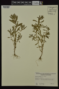 Rotala ramosior image