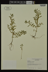 Rotala ramosior image