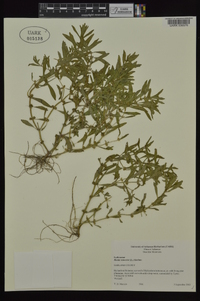 Rotala ramosior image