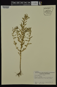 Rotala ramosior image