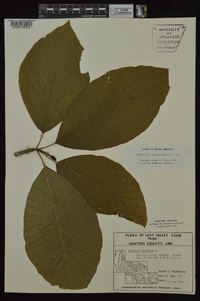 Magnolia acuminata image