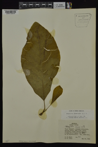 Magnolia acuminata image