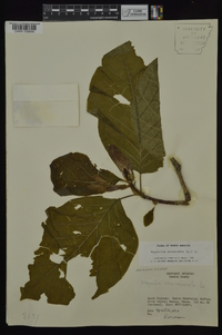 Magnolia acuminata image