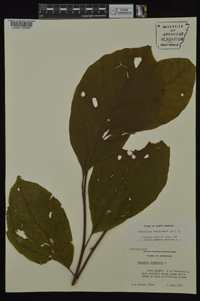 Magnolia acuminata image