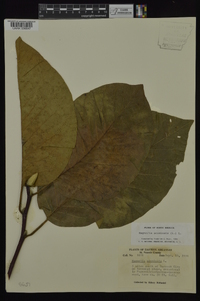 Magnolia acuminata image