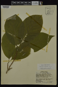 Magnolia acuminata image