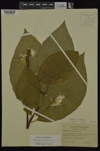 Magnolia acuminata image