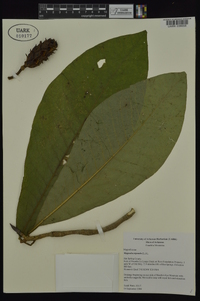 Magnolia tripetala image