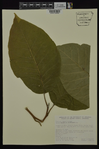 Magnolia acuminata image