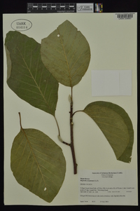 Magnolia acuminata image