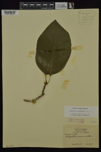 Magnolia acuminata image