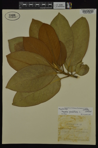 Magnolia grandiflora image