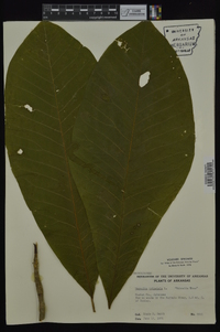 Magnolia tripetala image