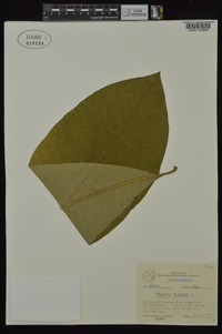 Magnolia tripetala image