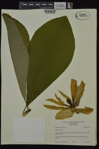 Magnolia tripetala image