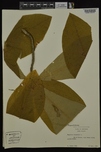 Magnolia tripetala image