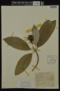 Magnolia virginiana image