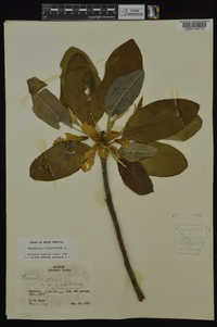 Magnolia virginiana image