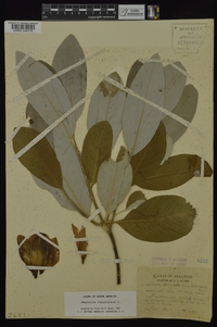 Magnolia virginiana image