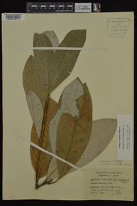 Magnolia virginiana image