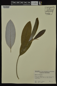 Magnolia virginiana image