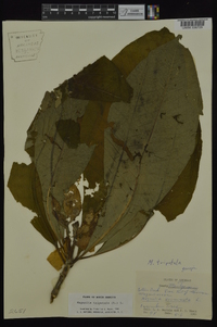 Magnolia tripetala image