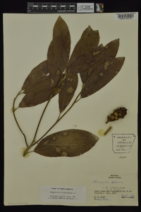 Magnolia virginiana image