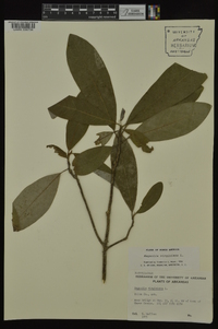 Magnolia virginiana image