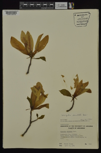 Magnolia denudata image