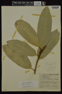 Magnolia grandiflora image