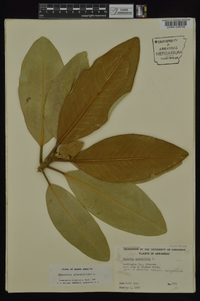 Magnolia grandiflora image