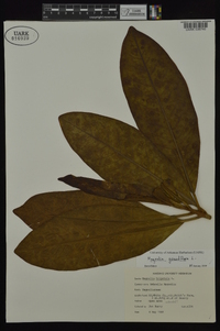 Magnolia grandiflora image