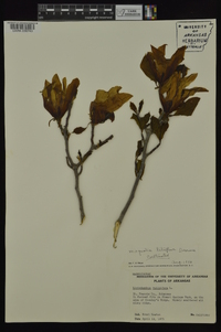 Magnolia liliiflora image