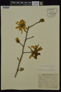 Magnolia stellata image