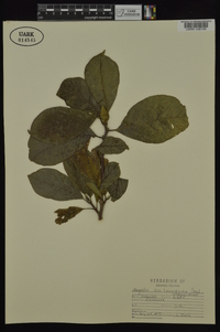 Magnolia soulangeana image