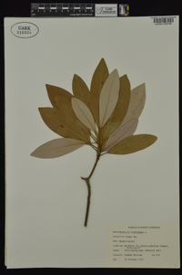 Magnolia virginiana image