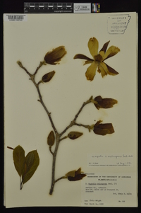 Magnolia soulangeana image