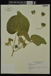 Abutilon theophrasti image