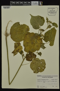 Abutilon theophrasti image