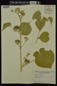 Abutilon theophrasti image