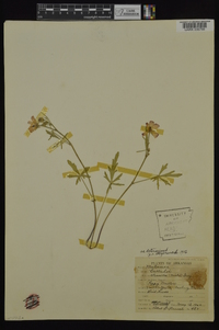 Callirhoe alcaeoides image