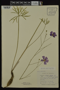 Callirhoe digitata image