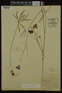 Callirhoe digitata image