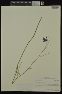 Callirhoe digitata image