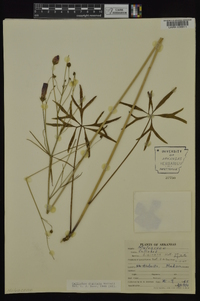 Callirhoe digitata image