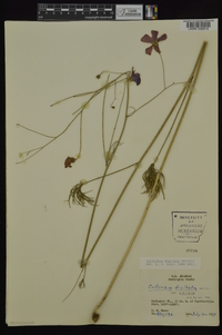 Callirhoe digitata image